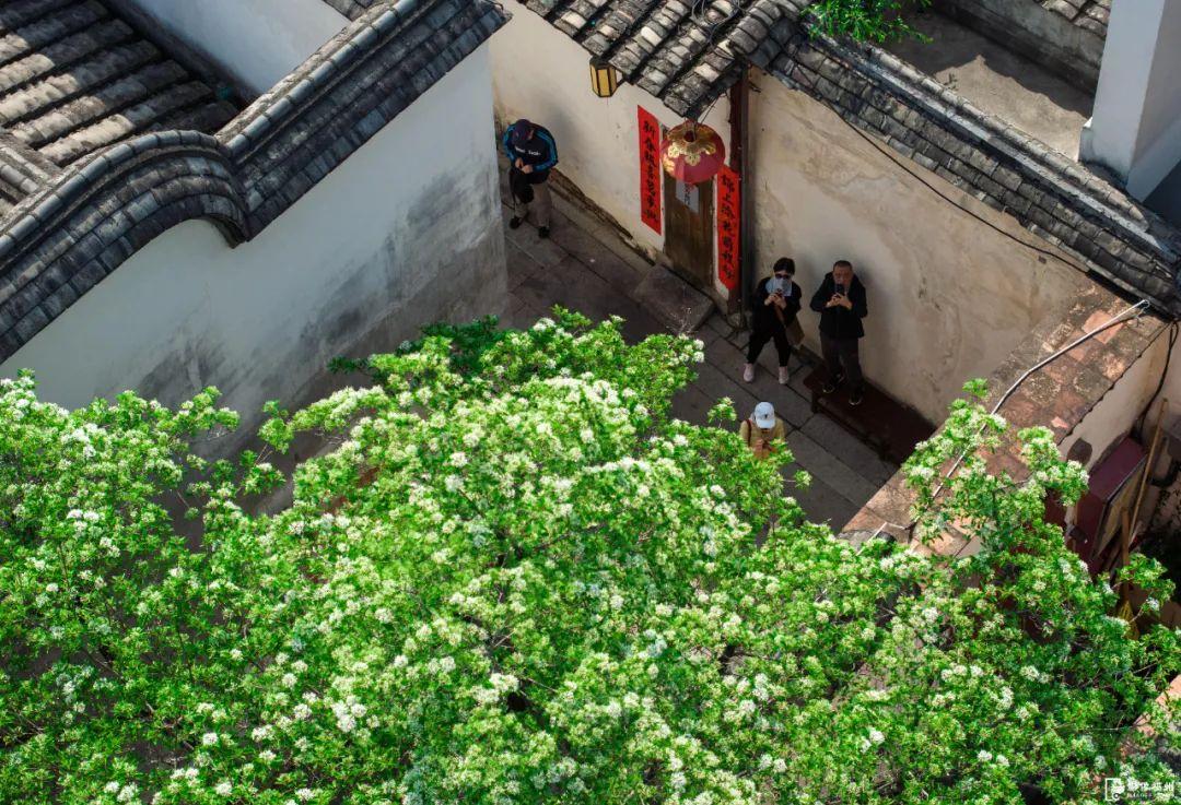 春日“四月雪”！福州百年流苏花开！