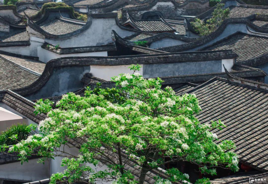 春日“四月雪”！福州百年流苏花开！