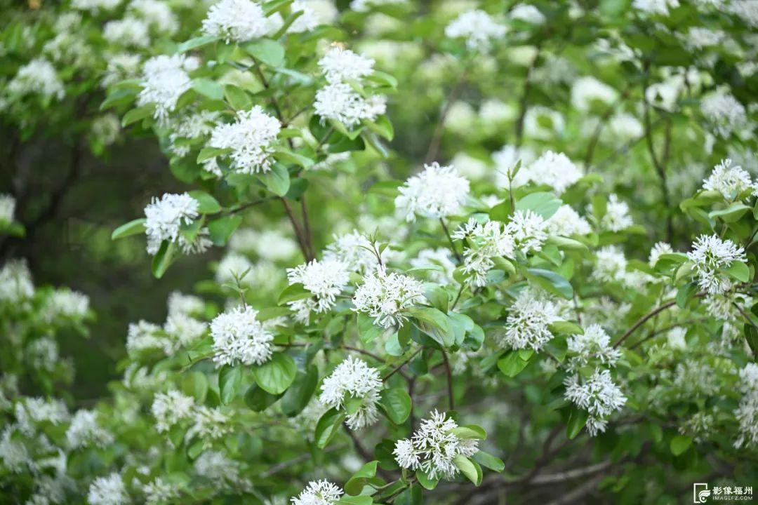春日“四月雪”！福州百年流苏花开！