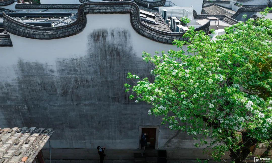 春日“四月雪”！福州百年流苏花开！