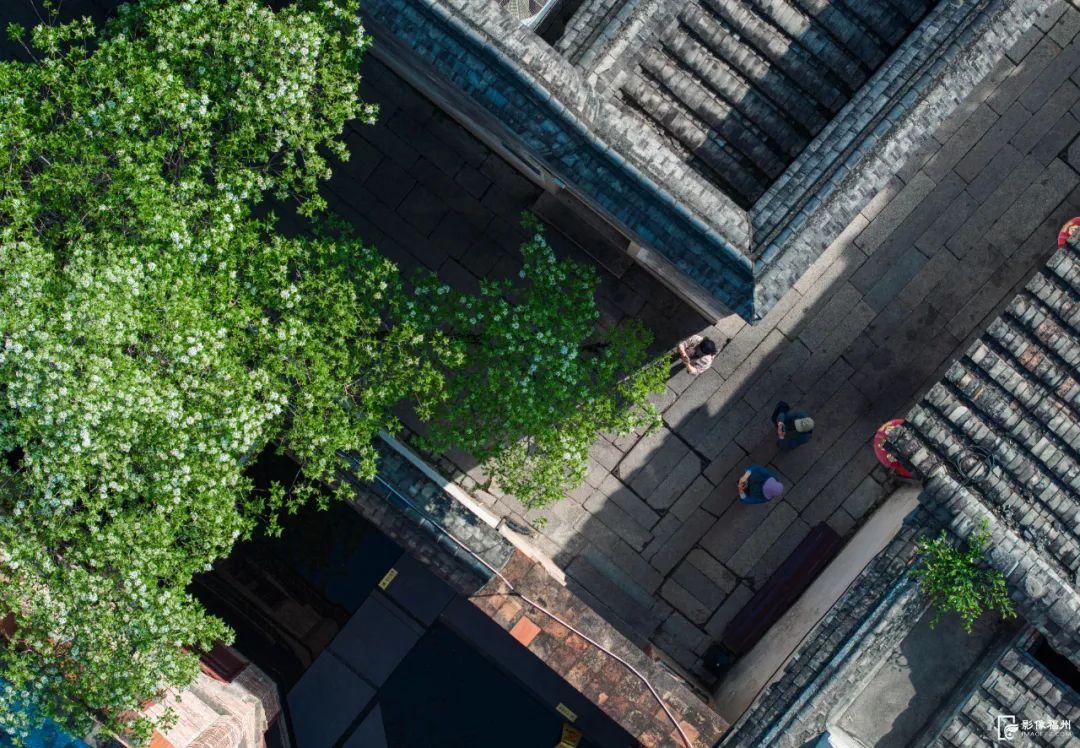 春日“四月雪”！福州百年流苏花开！
