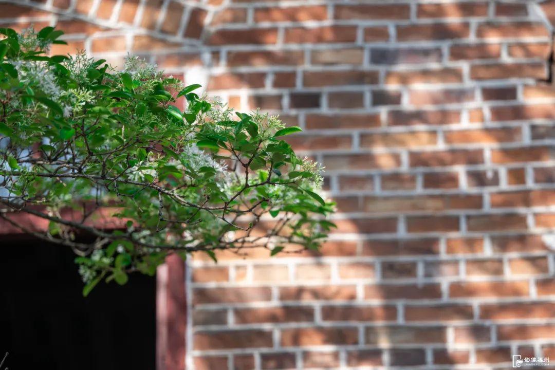春日“四月雪”！福州百年流苏花开！