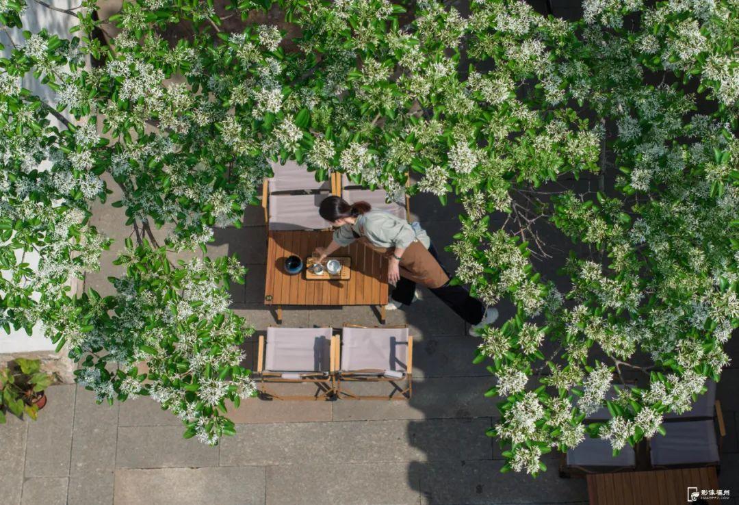 春日“四月雪”！福州百年流苏花开！