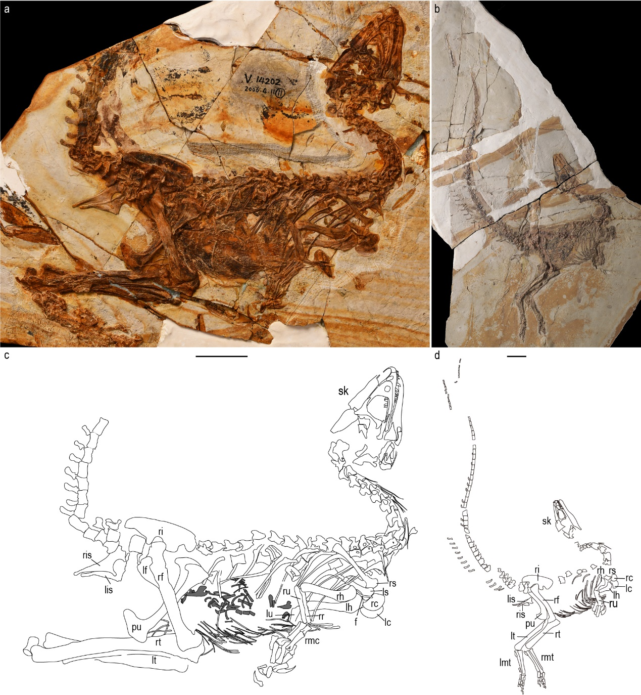 我国科学家命名两类新恐龙属种：凌源中华鸟龙与中国华诞龙