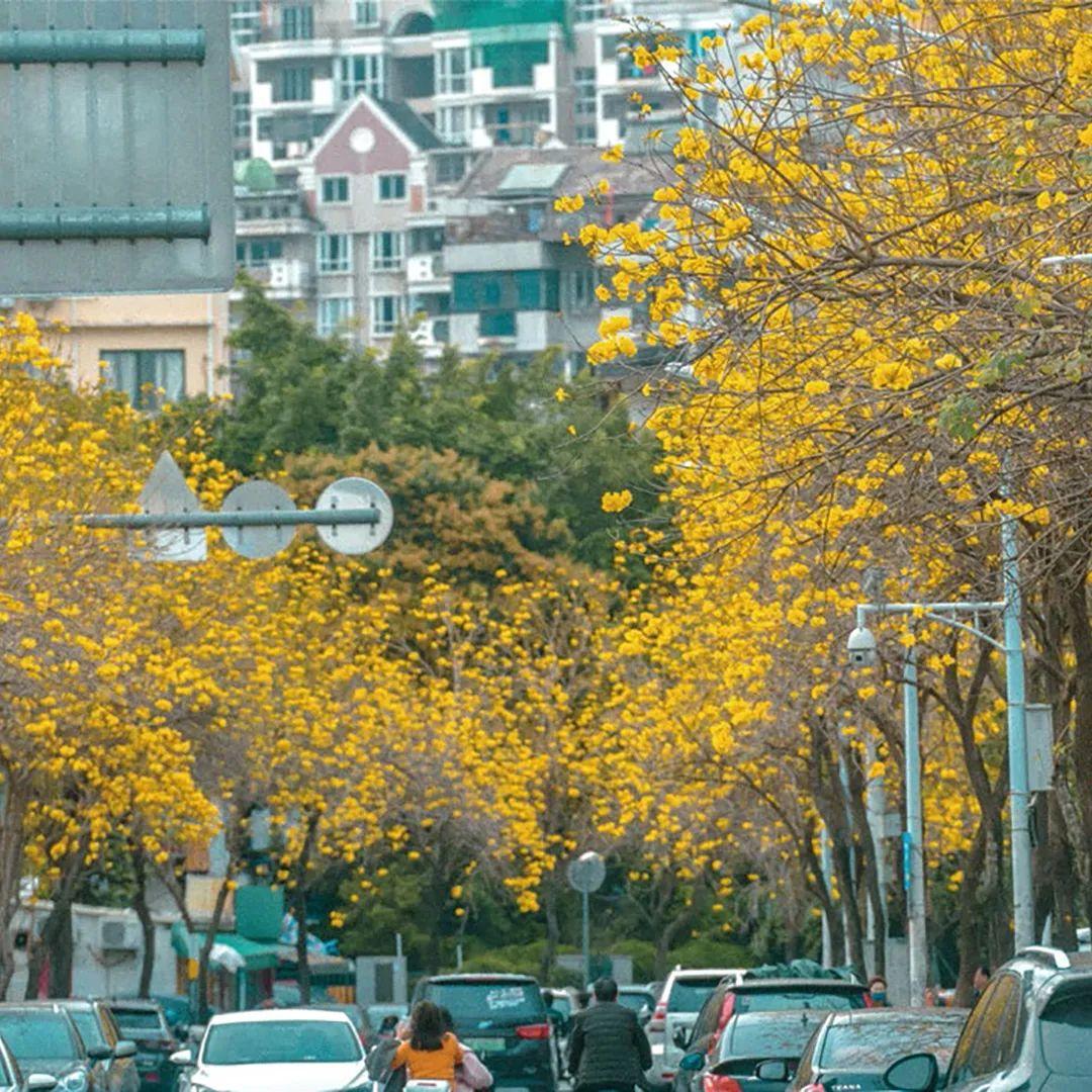 《花木里的福州》，开启福州四季之旅