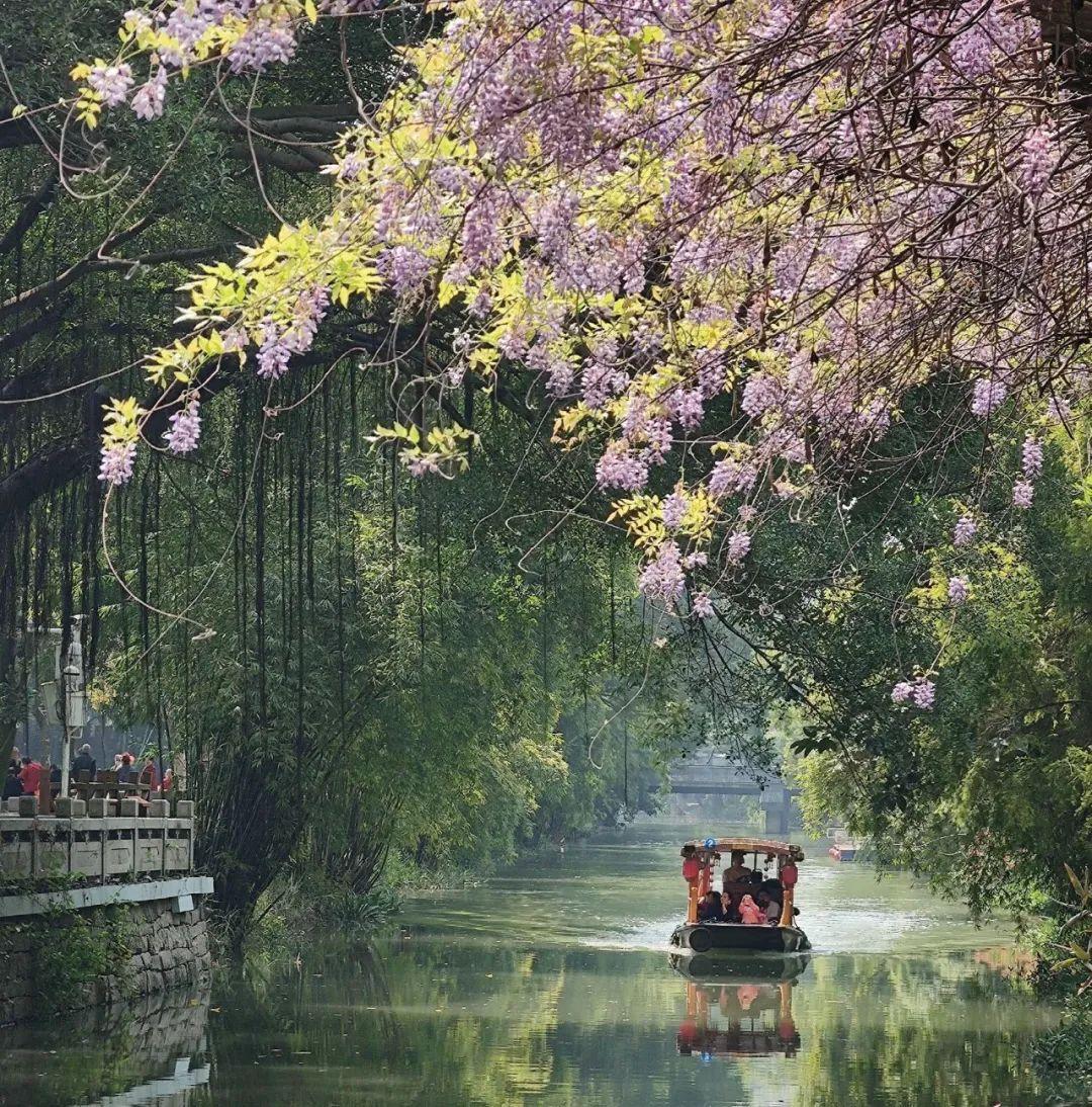 《花木里的福州》，开启福州四季之旅