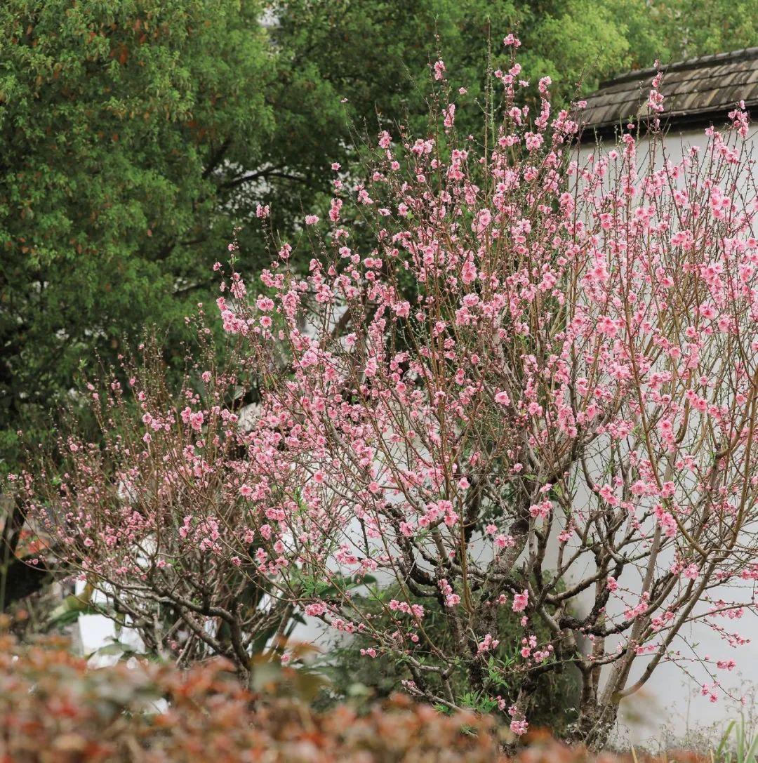 《花木里的福州》，开启福州四季之旅