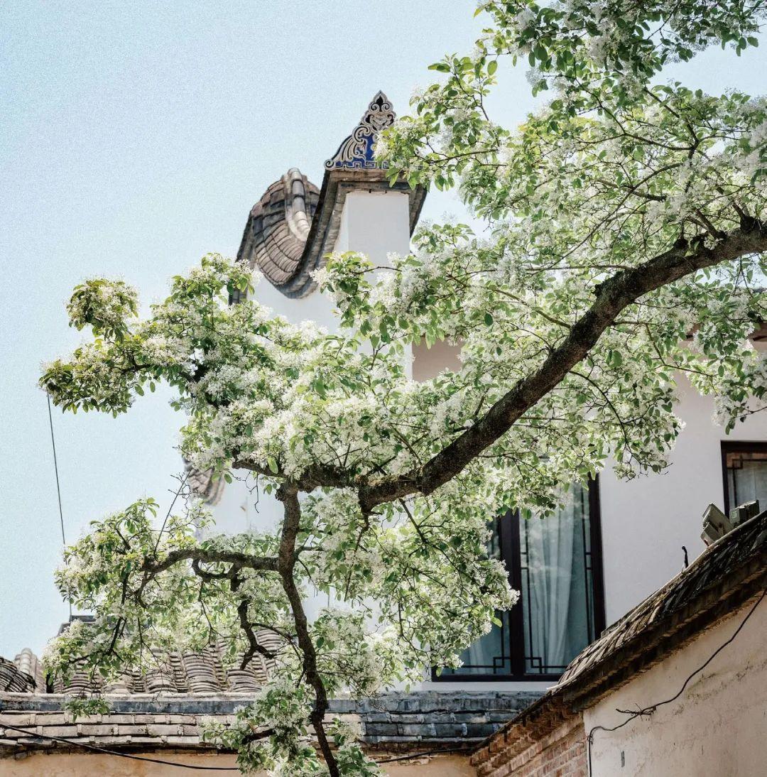 《花木里的福州》，开启福州四季之旅