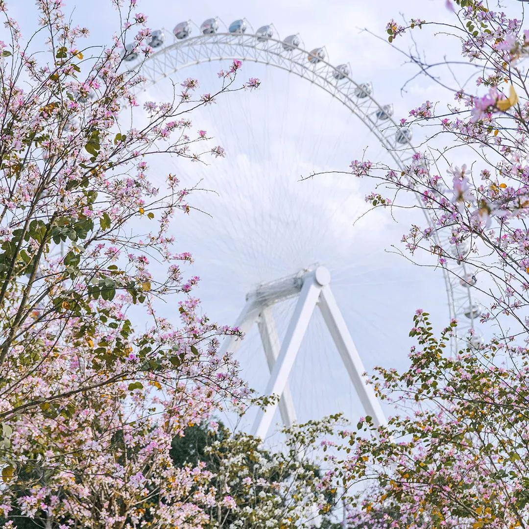 《花木里的福州》，开启福州四季之旅