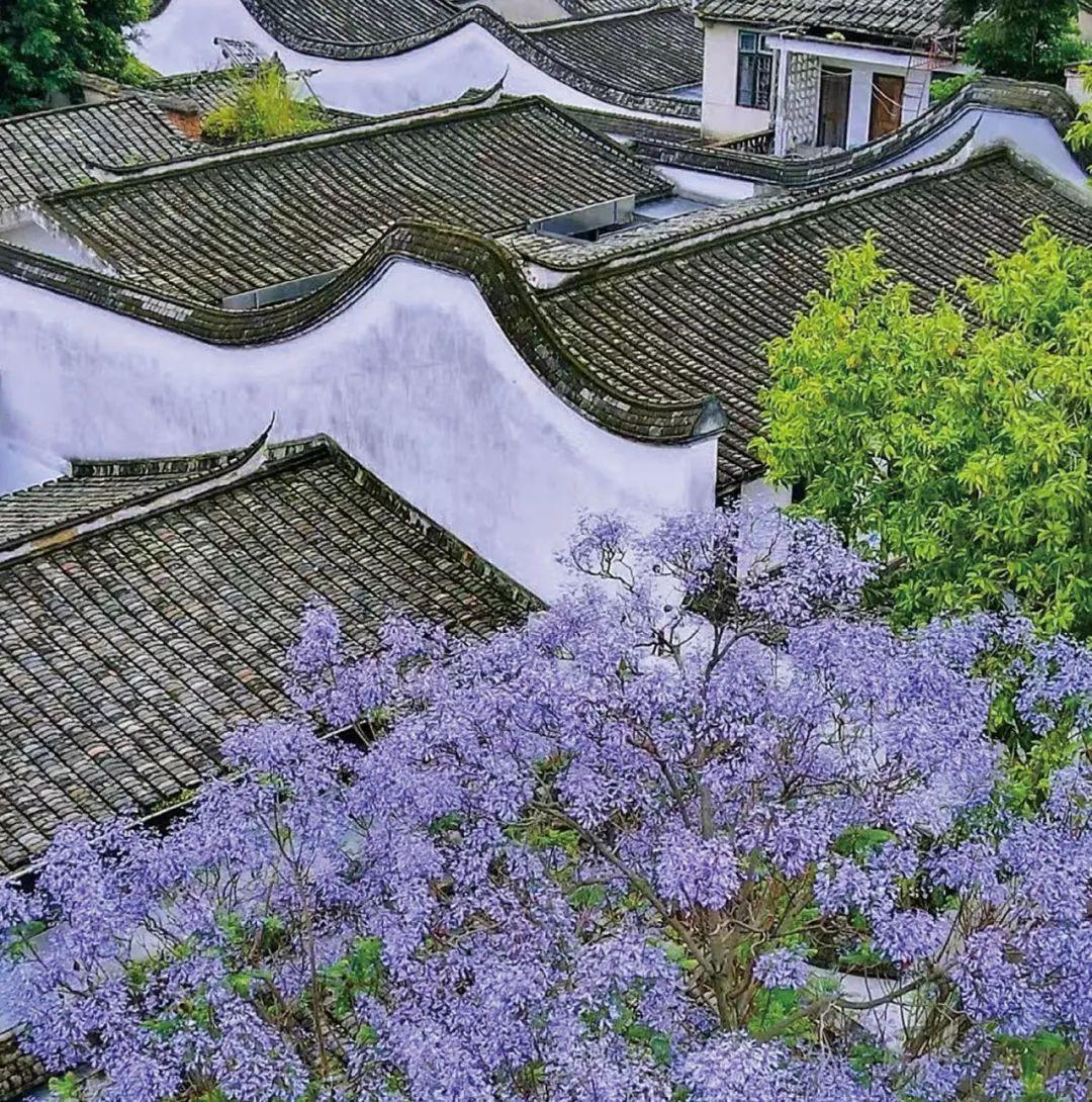 《花木里的福州》，开启福州四季之旅