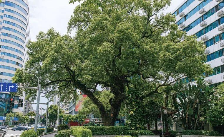 《花木里的福州》，开启福州四季之旅