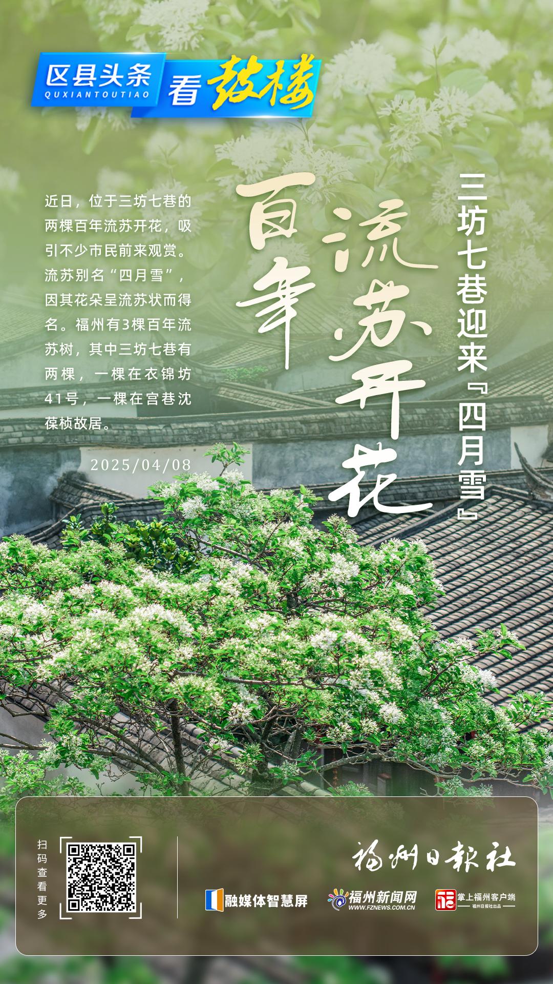 三坊七巷迎来“四月雪” 百年流苏开花