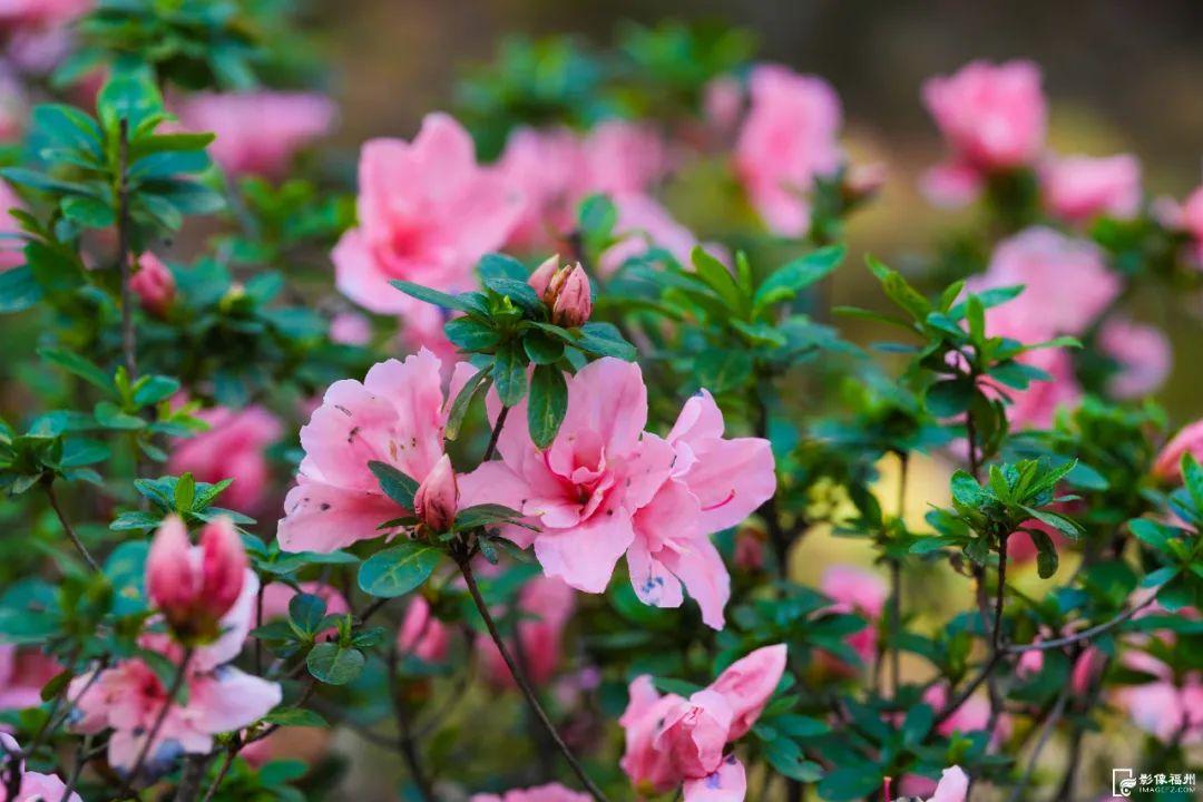 3万株！迎来最佳观赏期！