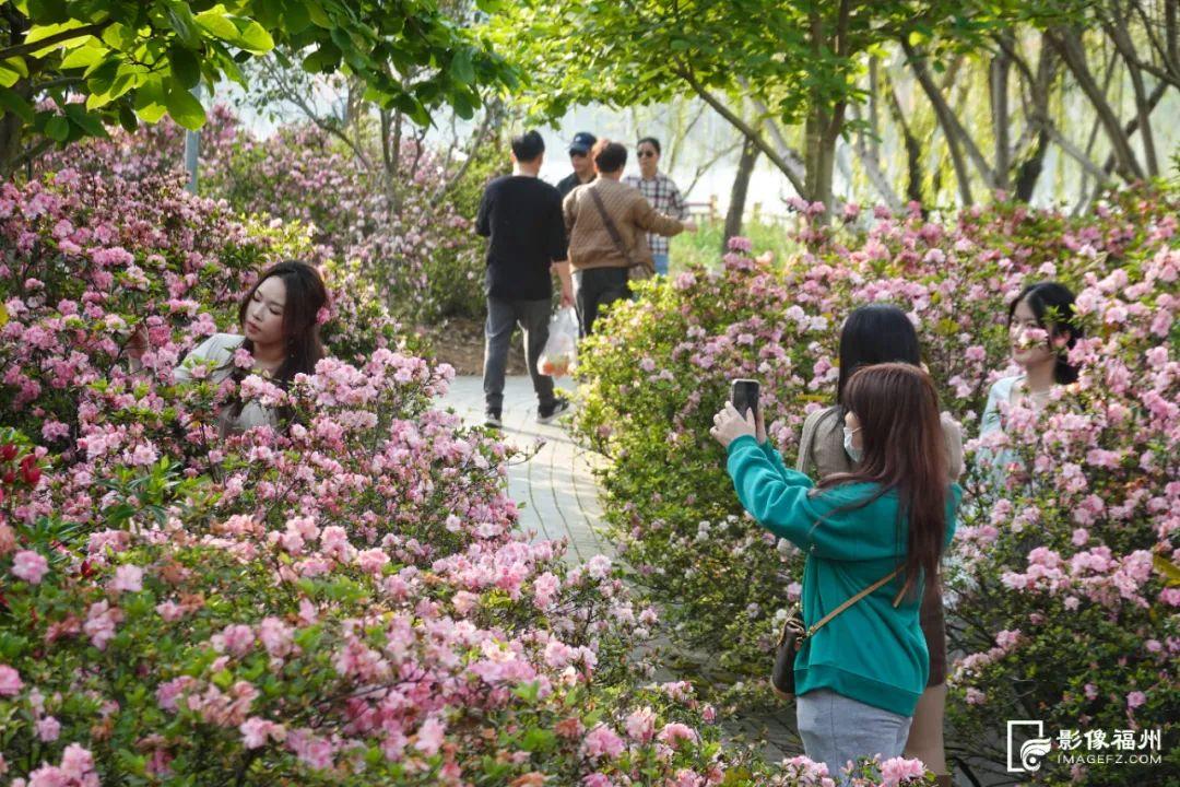 3万株！迎来最佳观赏期！