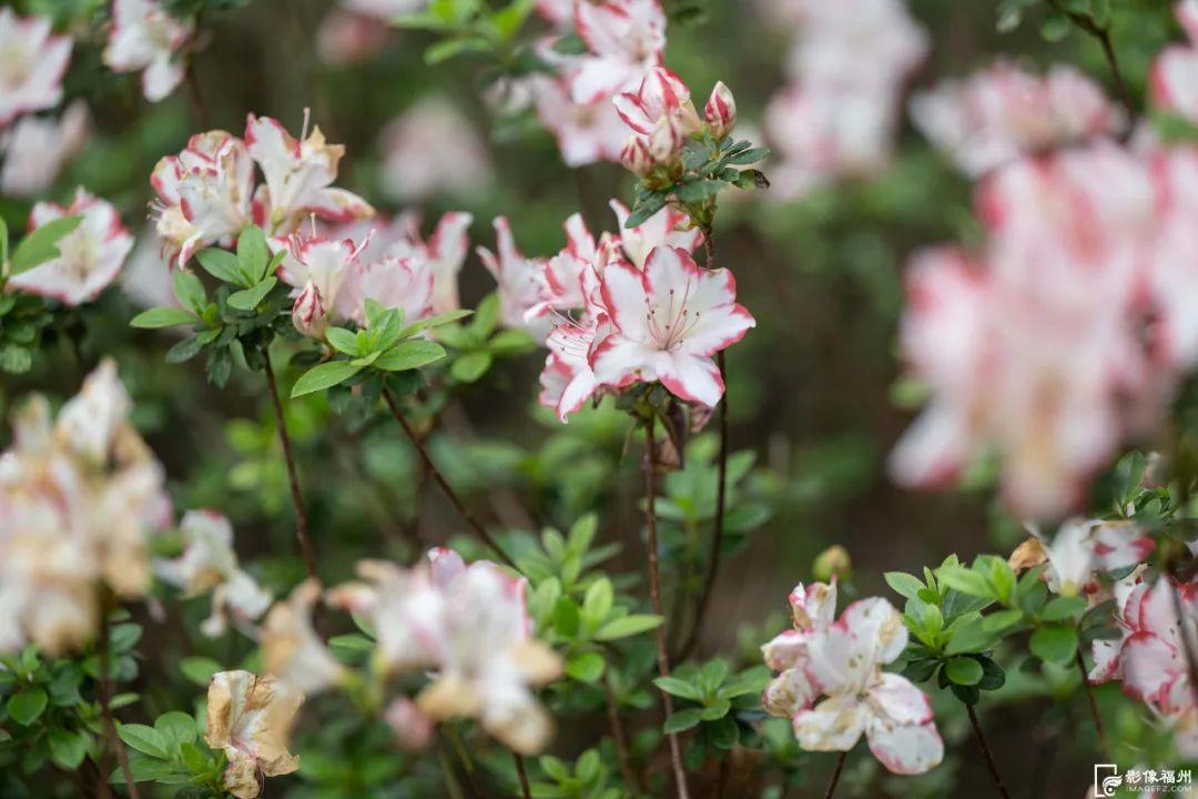 3万株!迎来最佳观赏期! 3万株!迎来最佳观赏期!