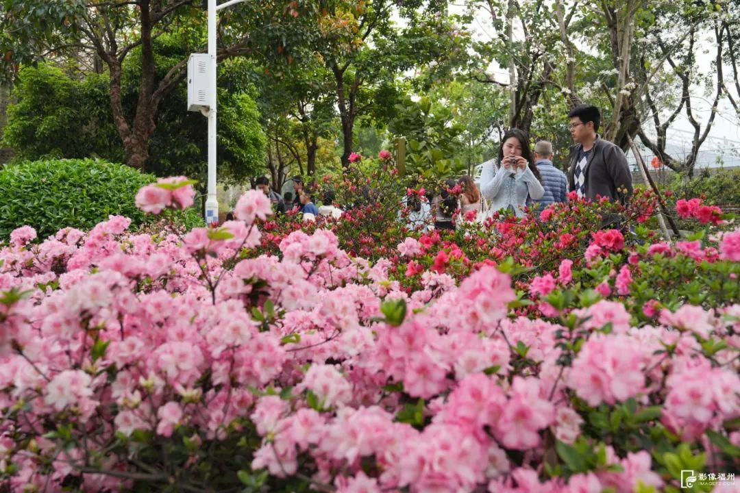 3万株！迎来最佳观赏期！