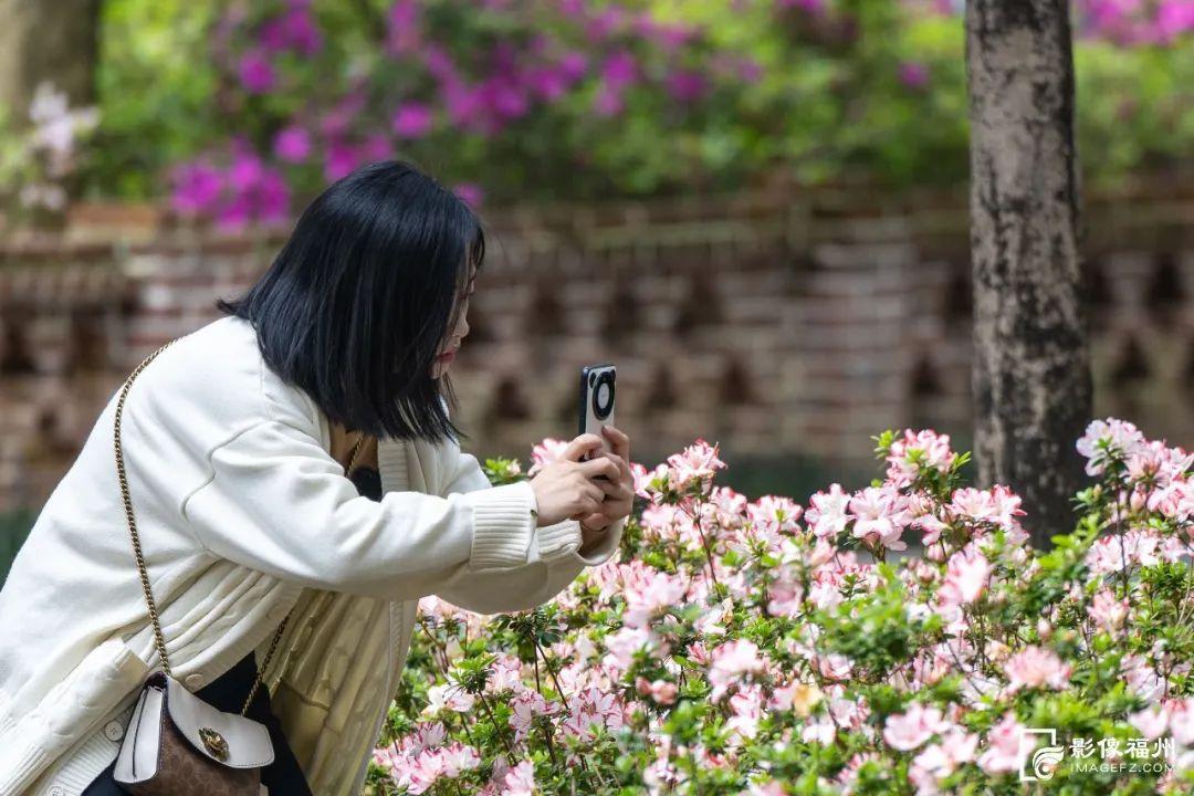 3万株!迎来最佳观赏期! 3万株!迎来最佳观赏期!