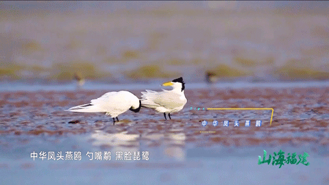 @李现，来福州“打鸟”吧