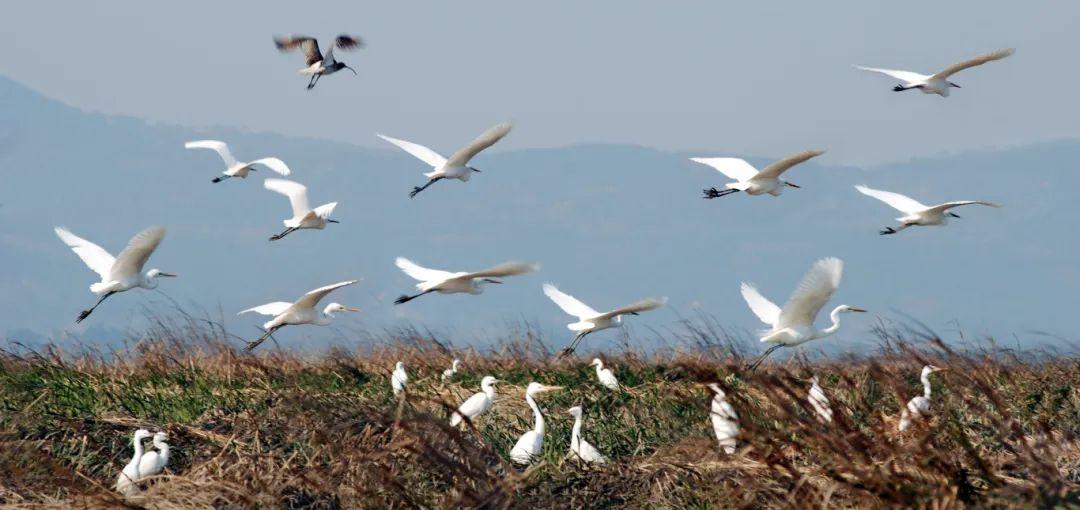 @李现，来福州“打鸟”吧