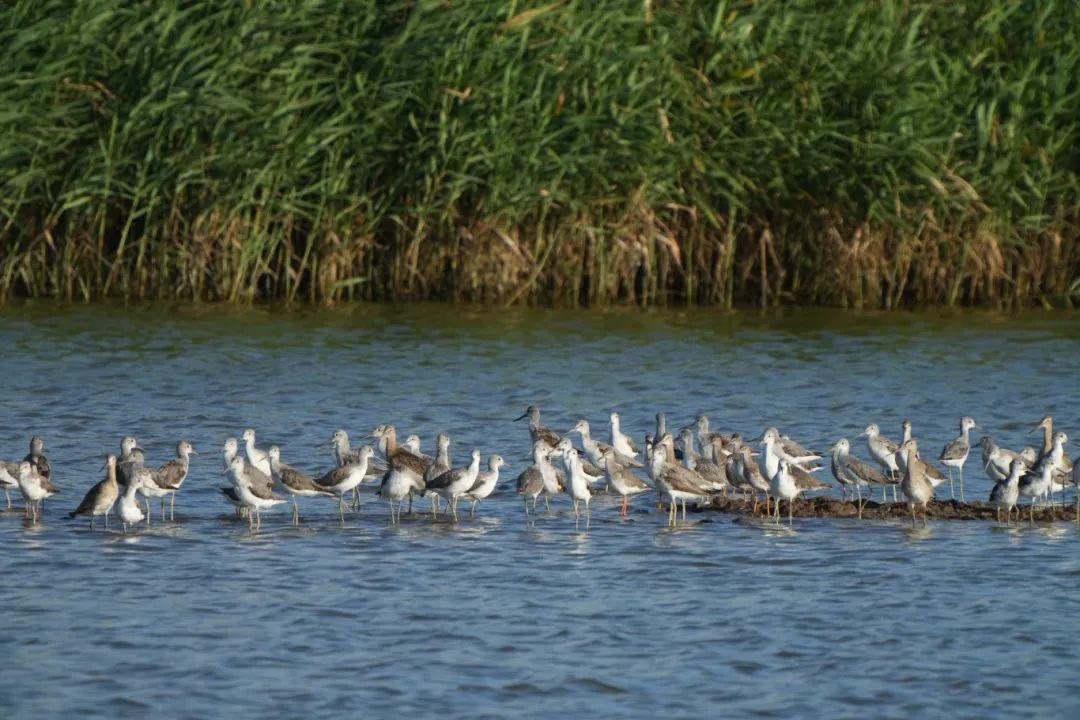 @李现，来福州“打鸟”吧