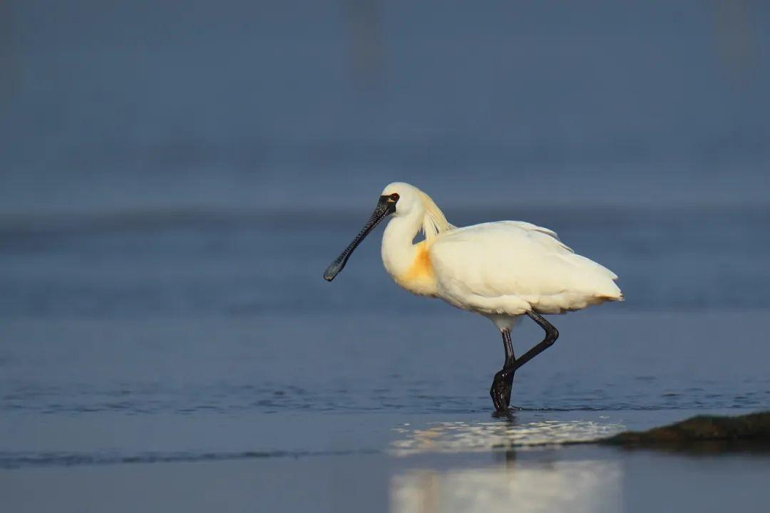 @李现，来福州“打鸟”吧