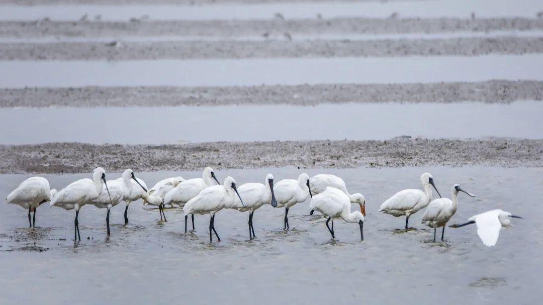 @李现，来福州“打鸟”吧