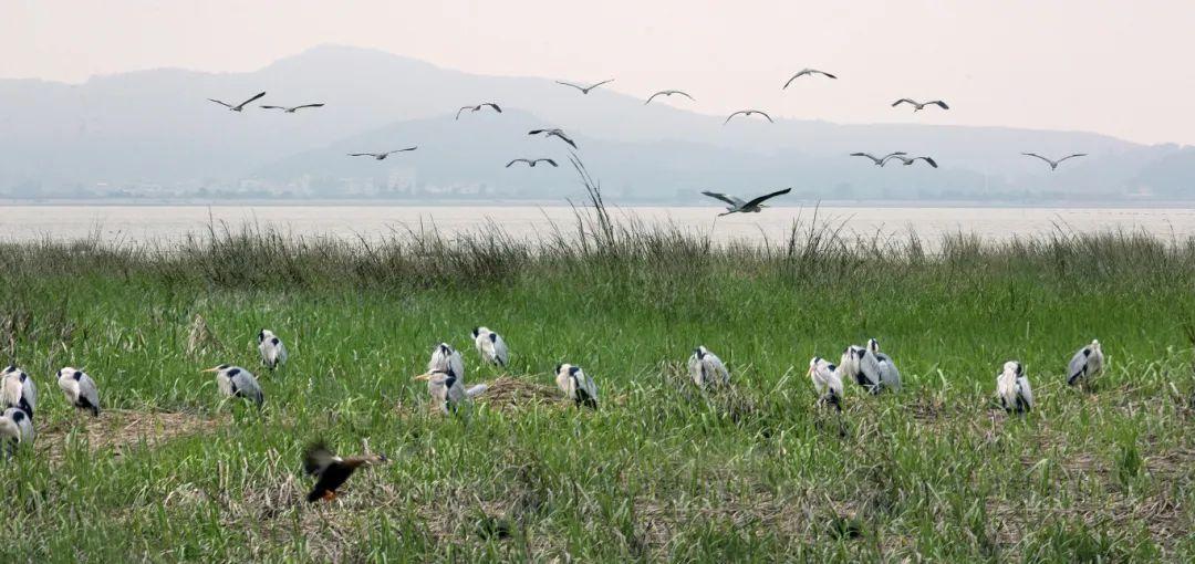 @李现，来福州“打鸟”吧