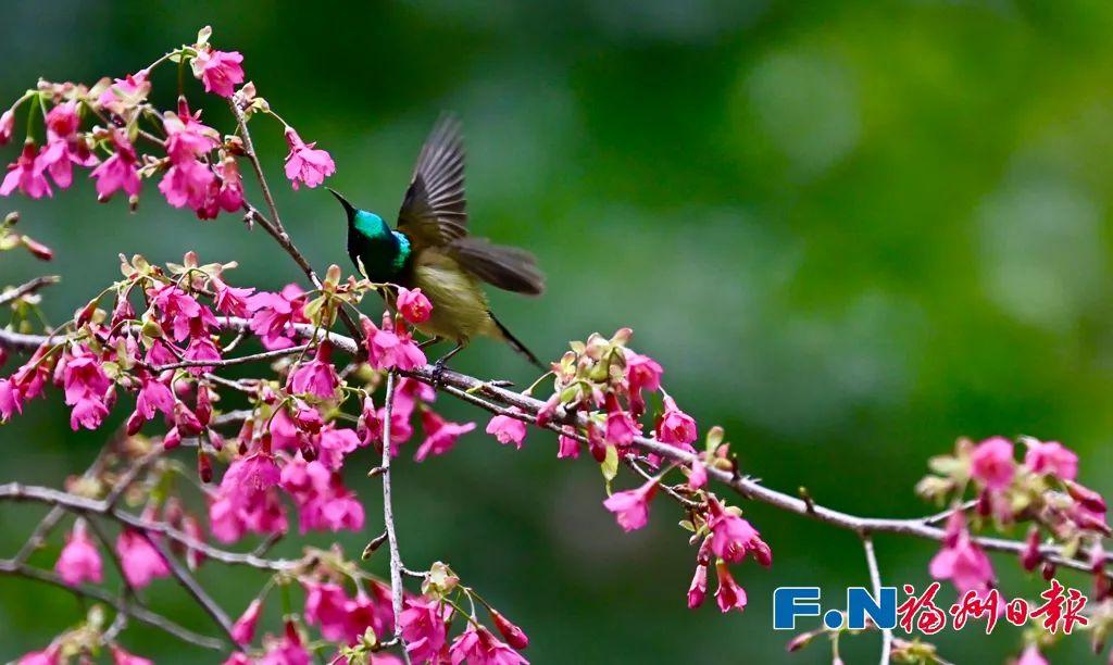 @李现，福州这里好多“鸟类天堂”，你不来吗？