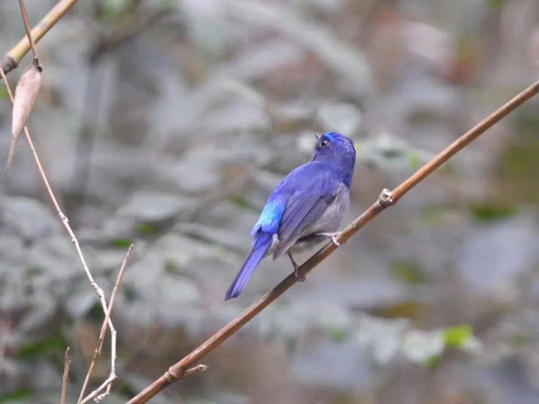 @李现，福州这里好多“鸟类天堂”，你不来吗？