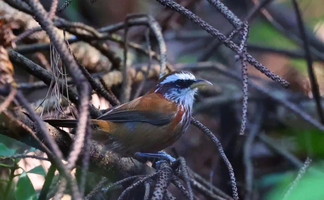 @李现，福州这里好多“鸟类天堂”，你不来吗？