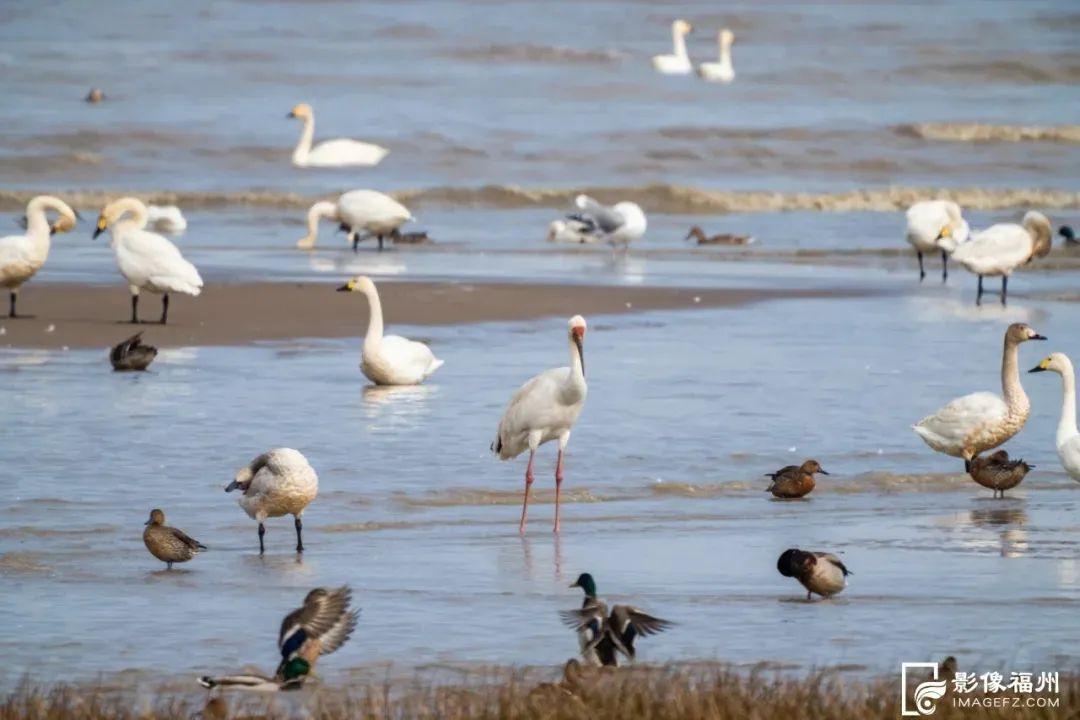 @李现，福州这里好多“鸟类天堂”，你不来吗？