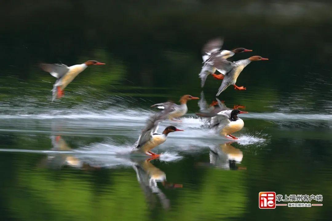 @李现，福州这里好多“鸟类天堂”，你不来吗？