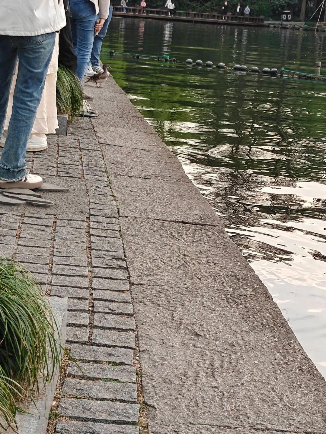 打死西湖鸳鸯的人已找到，为何总有人跟鸟过不去？