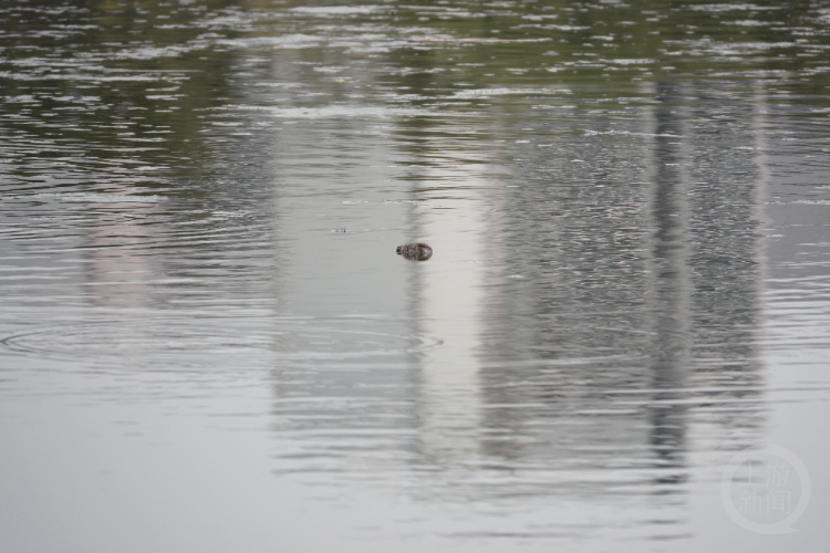 打死西湖鸳鸯的人已找到，为何总有人跟鸟过不去？