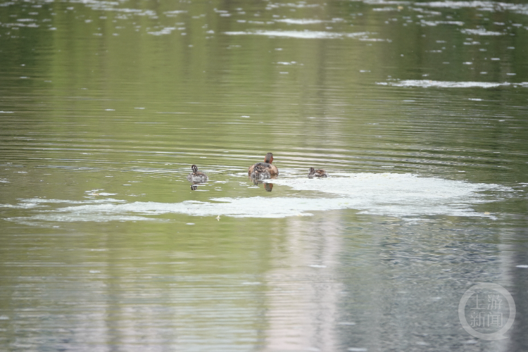 打死西湖鸳鸯的人已找到，为何总有人跟鸟过不去？