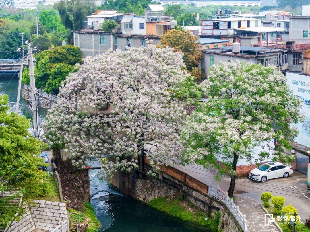 福州“最美苦楝树”开花！