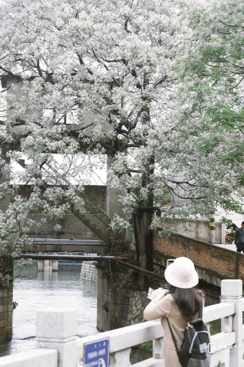 福州“最美苦楝树”开花！