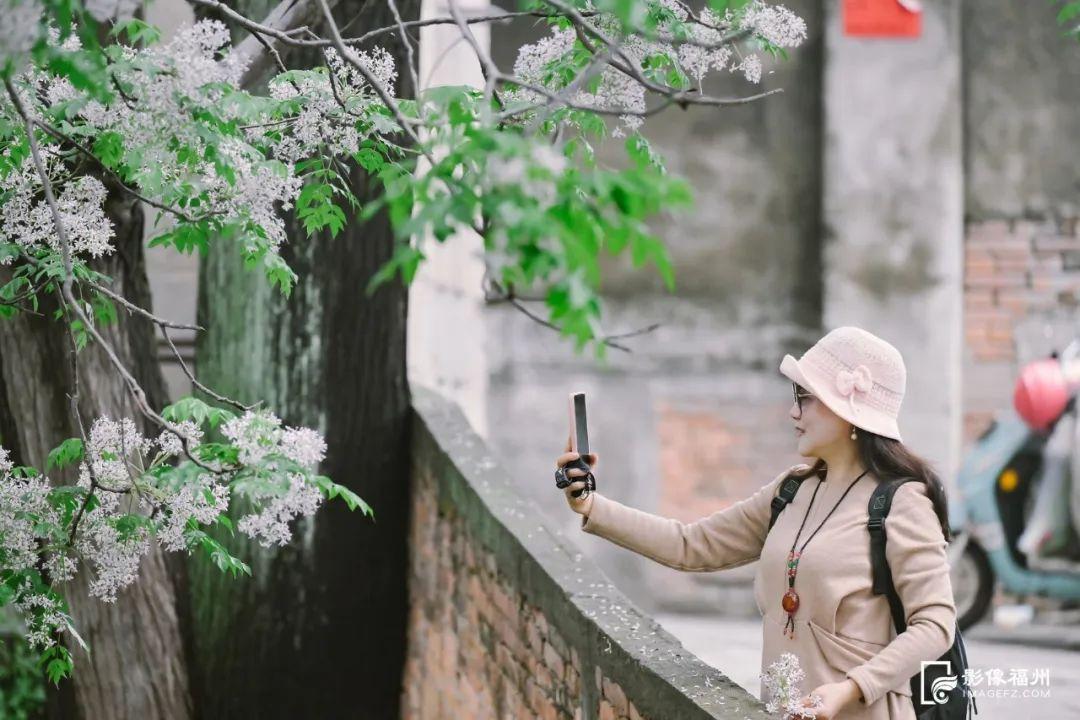 福州“最美苦楝树”开花！