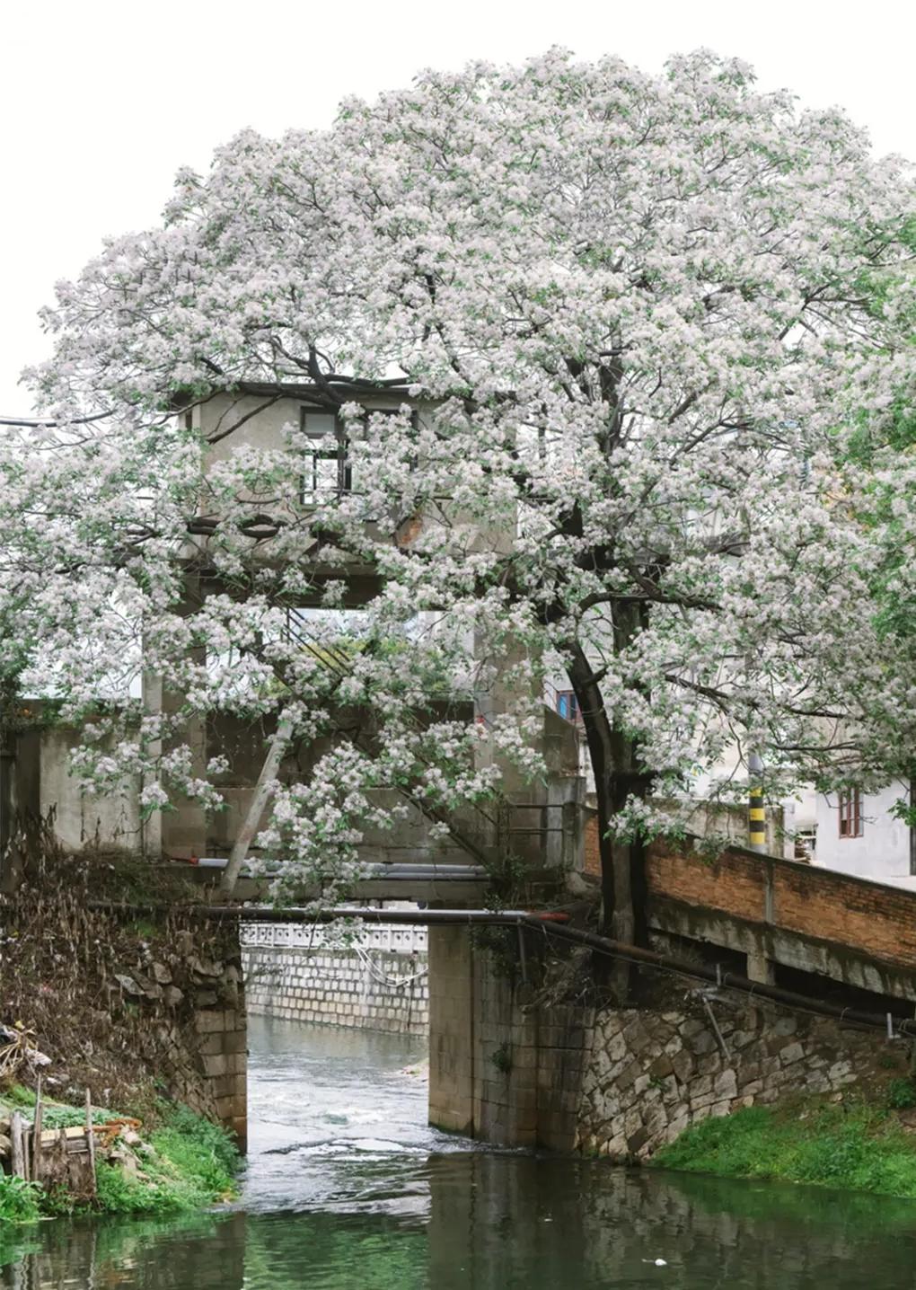 福州“最美苦楝树”开花！