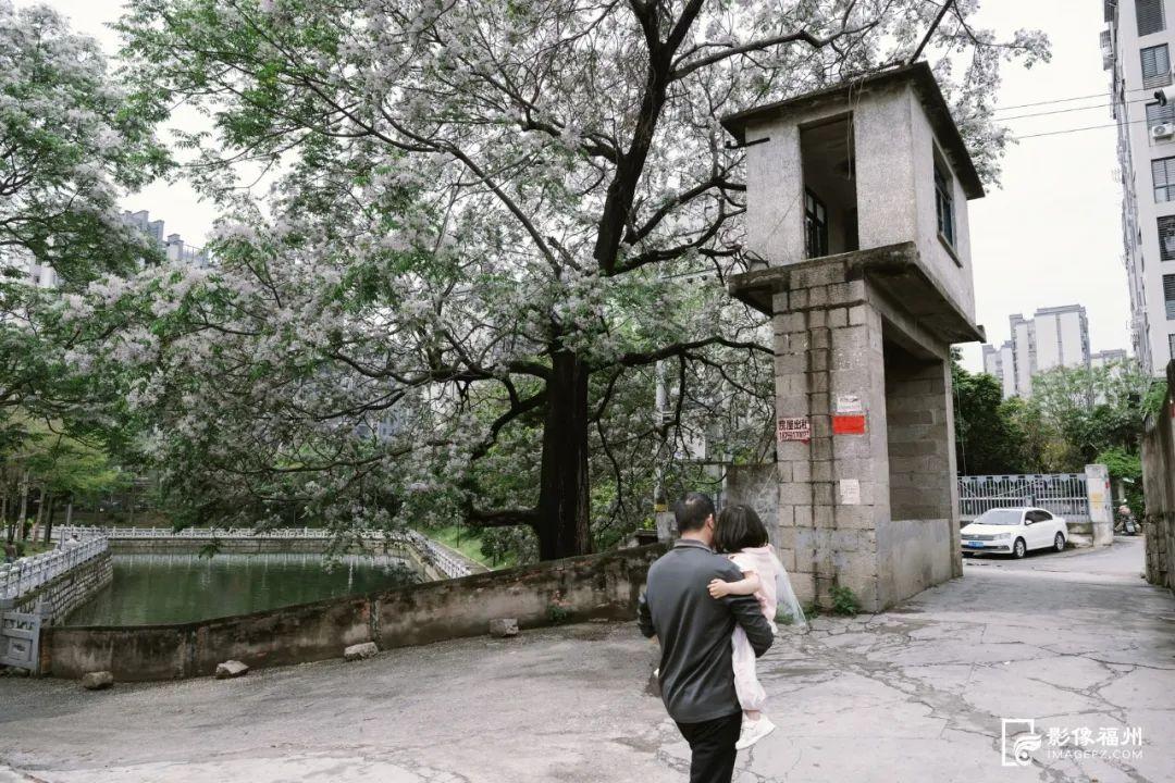 福州“最美苦楝树”开花！
