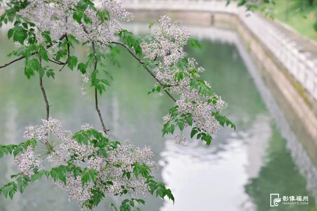 福州“最美苦楝树”开花！