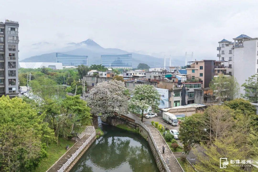 福州“最美苦楝树”开花！