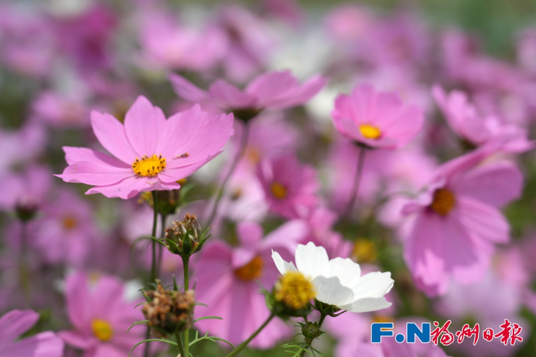 最新！海量曝光！福州再上新！