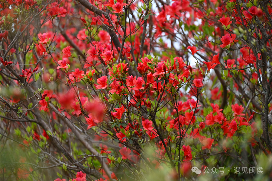 最新！海量曝光！福州再上新！