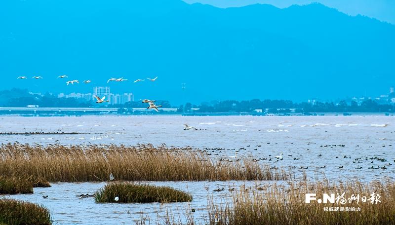 以法为盾 守护大美湿地——《福州市湿地保护办法》解读