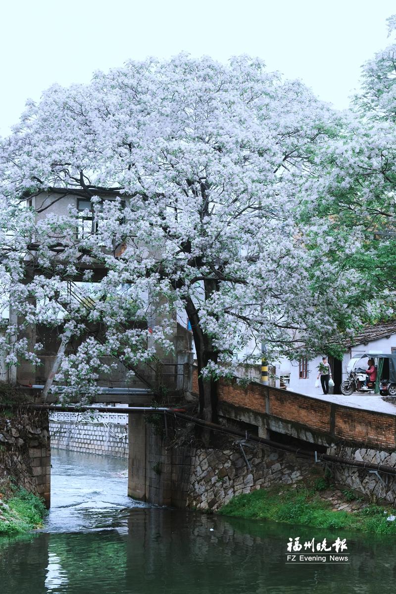 仓山潘墩楝花惊艳