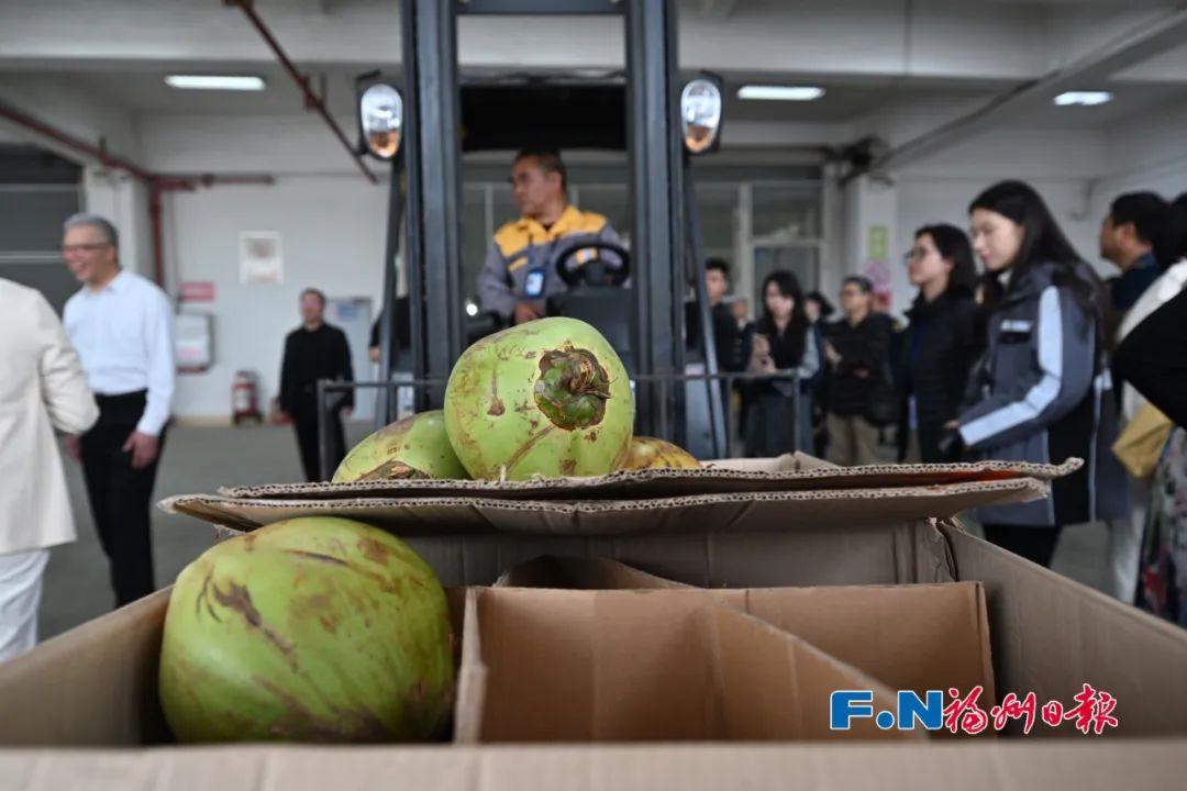 雅加达→福州！全国首票！印尼鲜食椰子来了！