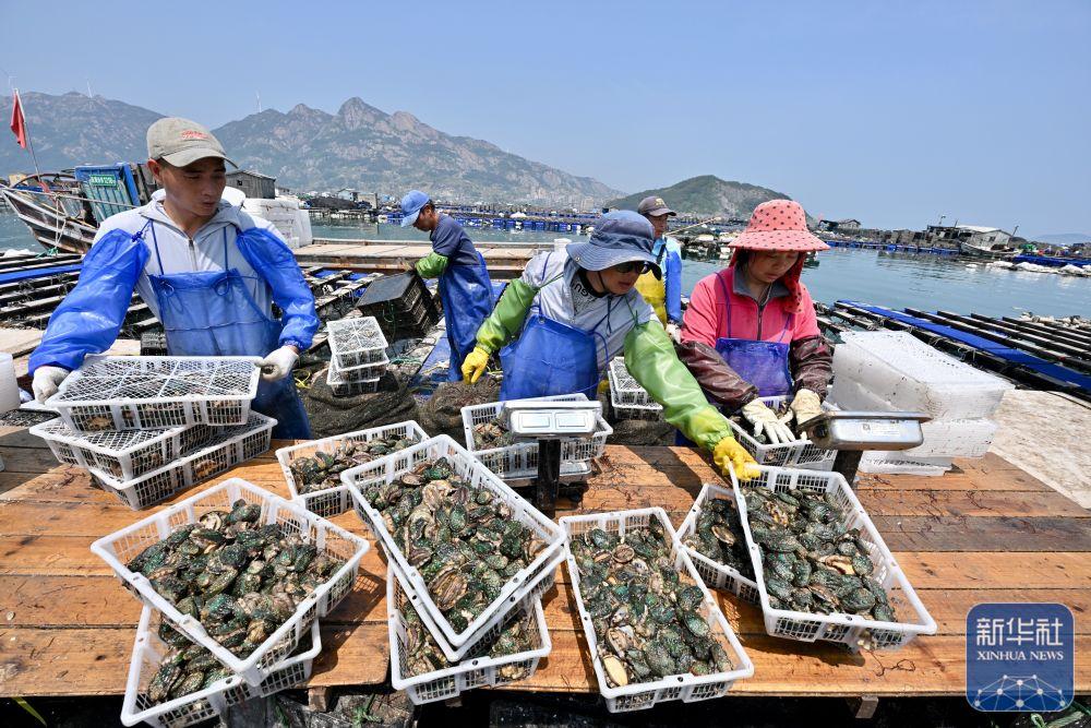 新华社关注：“鲍鱼之乡”连江5亿春鲍上市