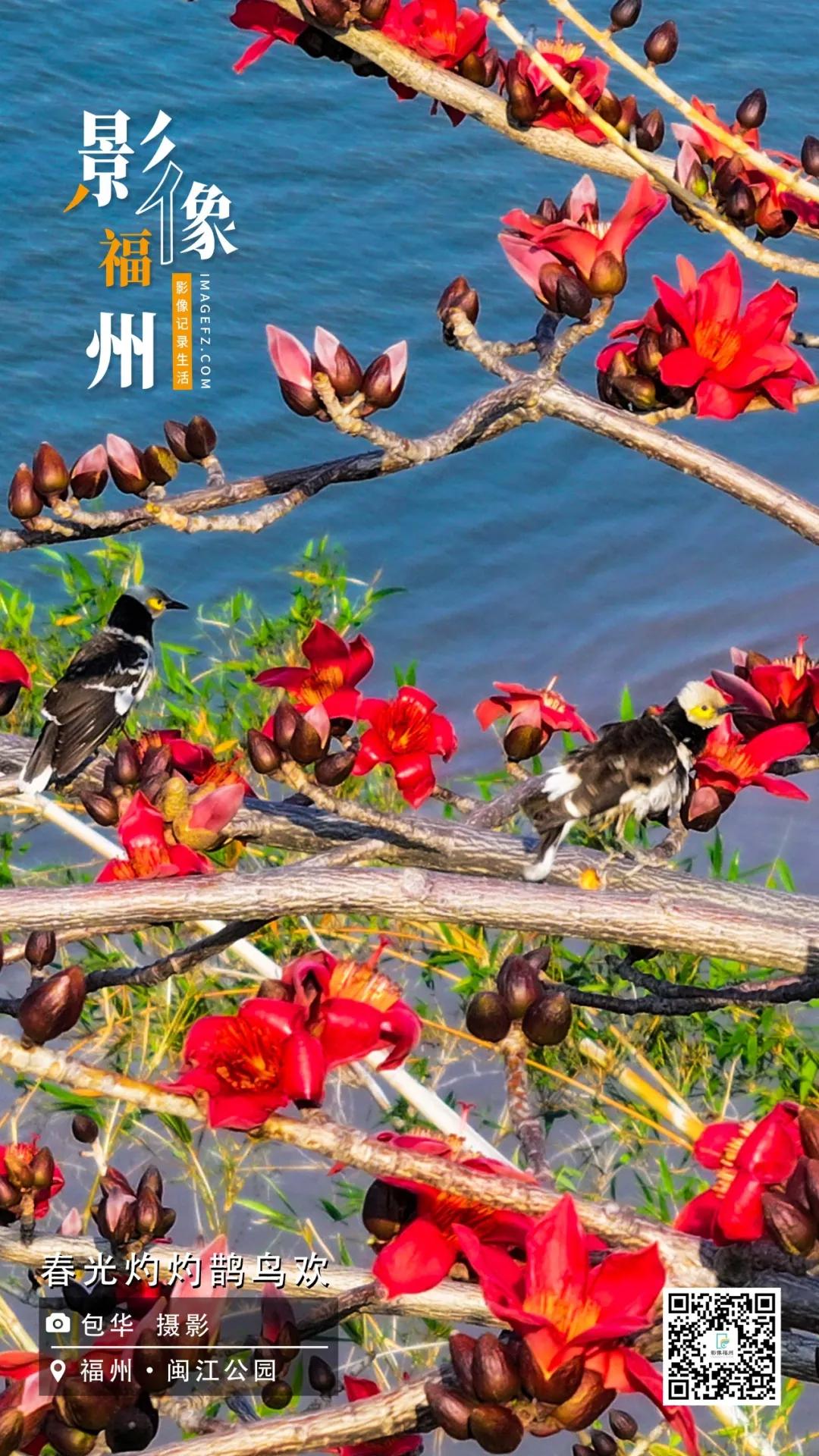 影像福州｜春光灼灼鹊鸟欢