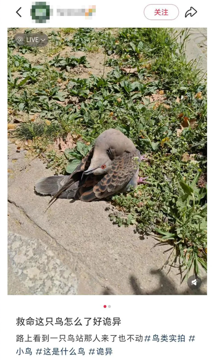 路边遇到这种诡异姿势的鸟，别碰！赶紧远离！